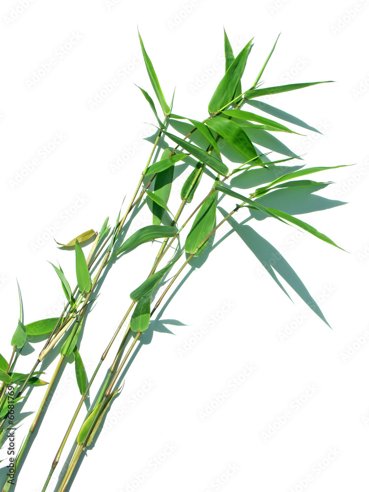 Obraz premium tiges de bambou