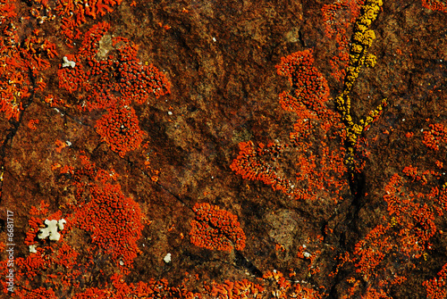 Orange Lichen on Rock Background