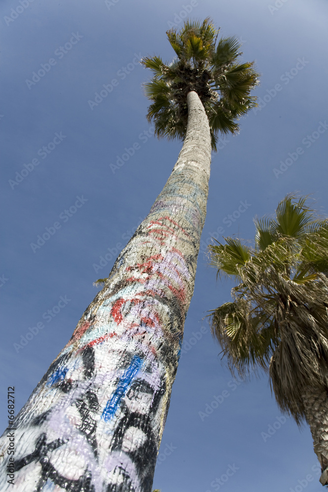 Naklejka premium Grafitti Covered Palm Tree