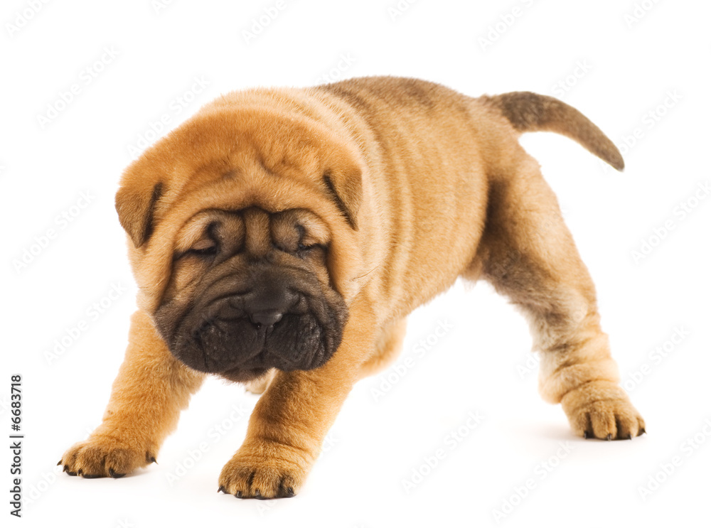 Funny sharpei puppy isolated on white background (studio shot) Funny sharpei puppy isolated on white background (studio shot)