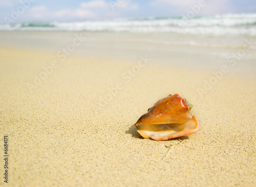 Seashell with blurred background
