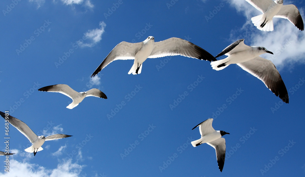 Obraz premium seagulls