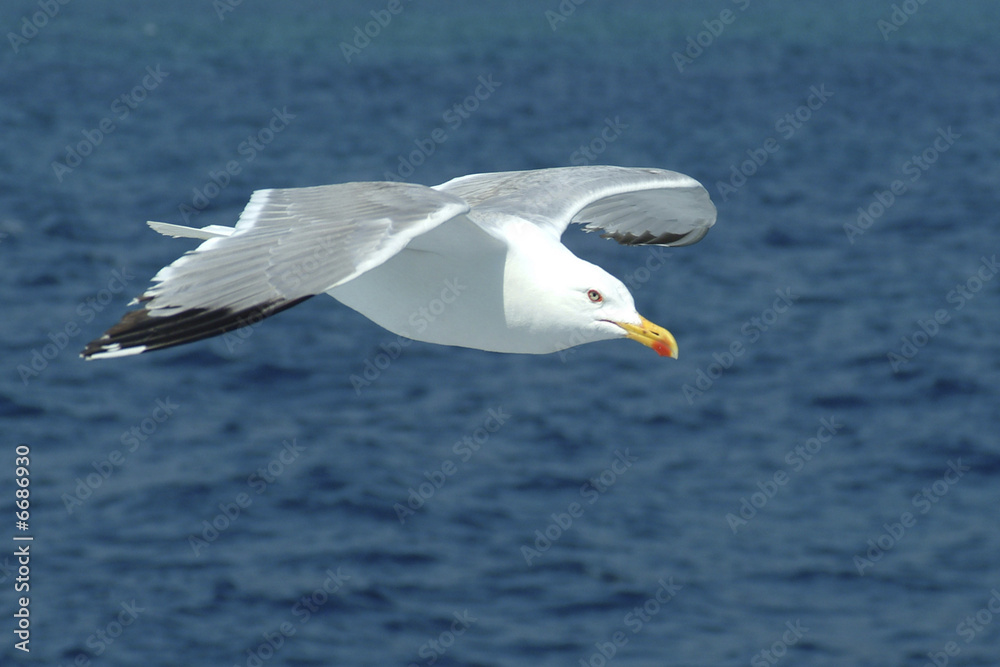 Sea-gull