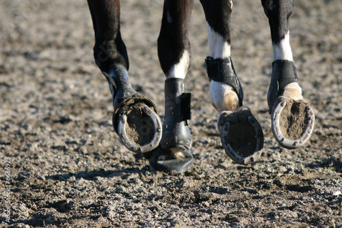 Fotografia Horse racing