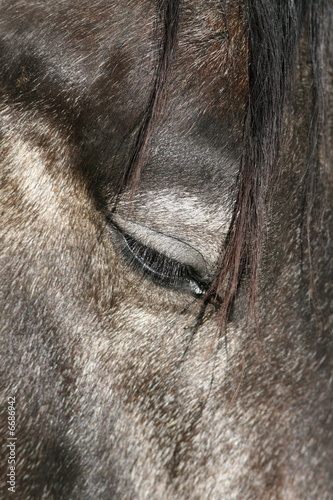 Silver Horse Portrait © Netfalls