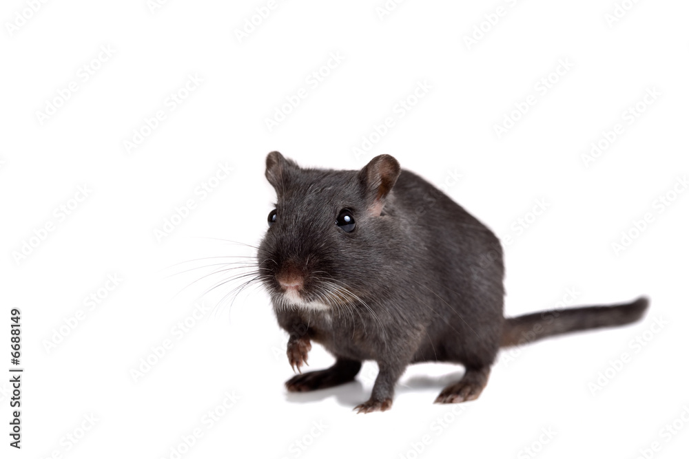 Fototapeta premium Cute little gerbil