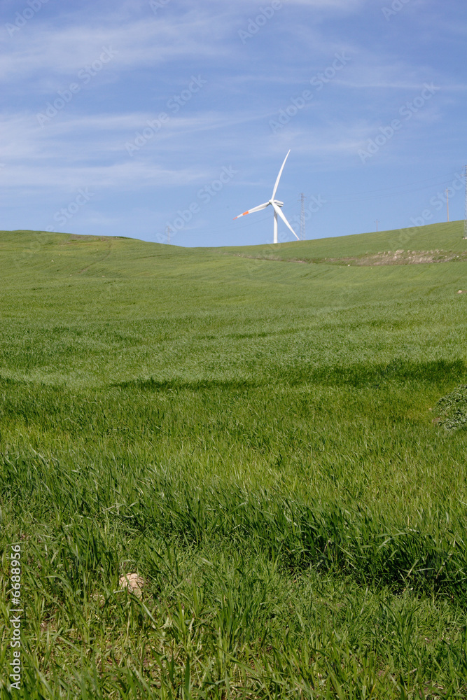 Fototapeta premium collina di grano