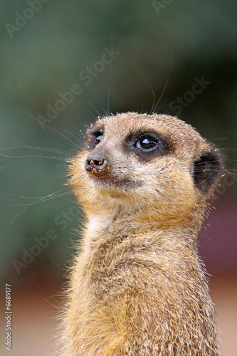 meerkat © martinj