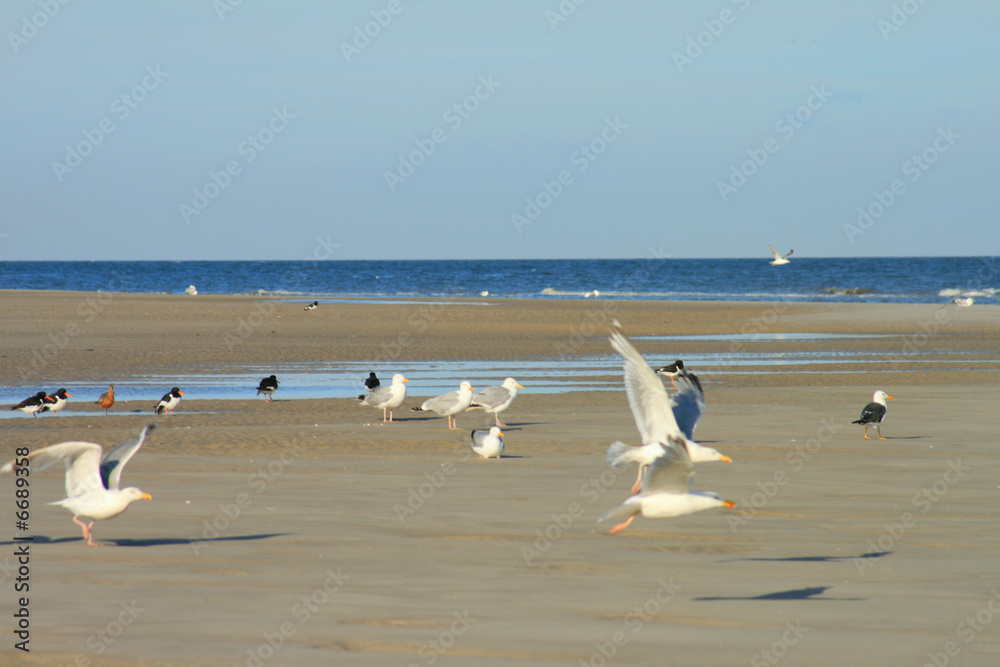 Möwen am Strand Möwen am Strand