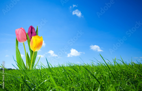 Fototapeta Naklejka Na Ścianę i Meble -  fresh and colorful tulips