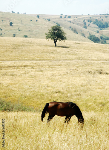 free ranging horse in Romania mountains photo