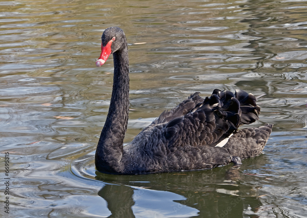 Obraz premium schwarzer Schwan