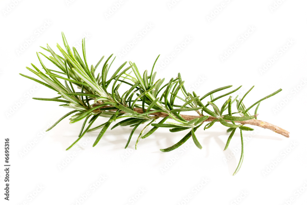 Fresh Rosemary Fresh Rosemary