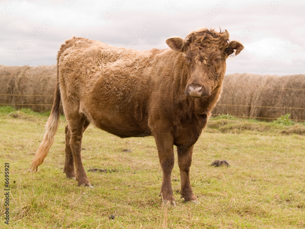 Bull on a farm