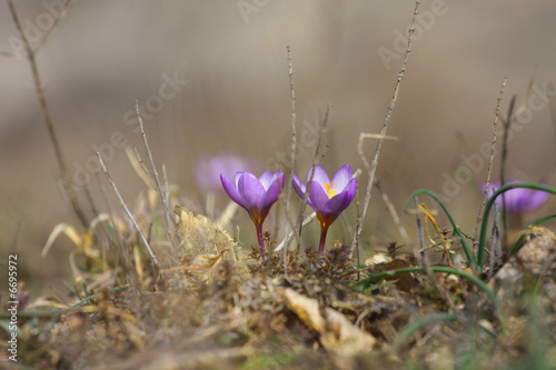 Purple Crocuses 