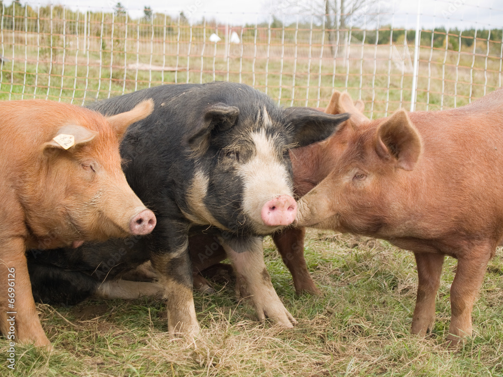 Pig huddle