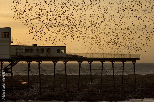 Starlings at Aberystwyth