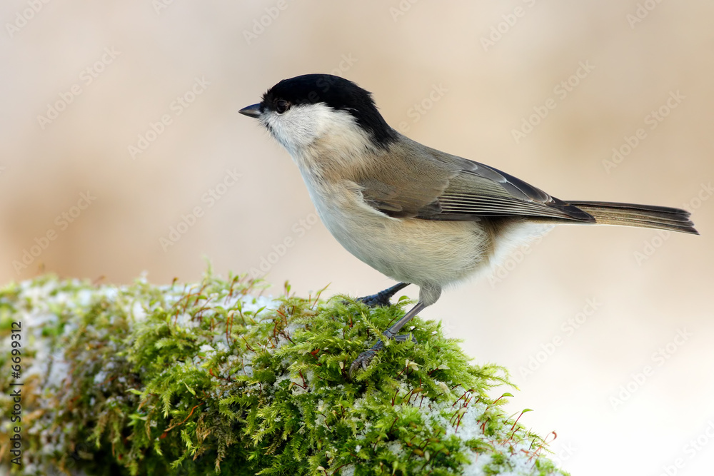 Obraz premium Parus palustris