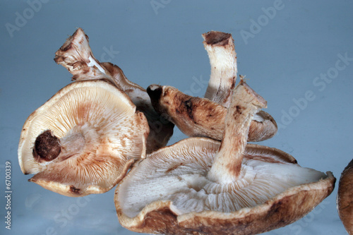 Fototapeta Naklejka Na Ścianę i Meble -  Mushrooms upside down