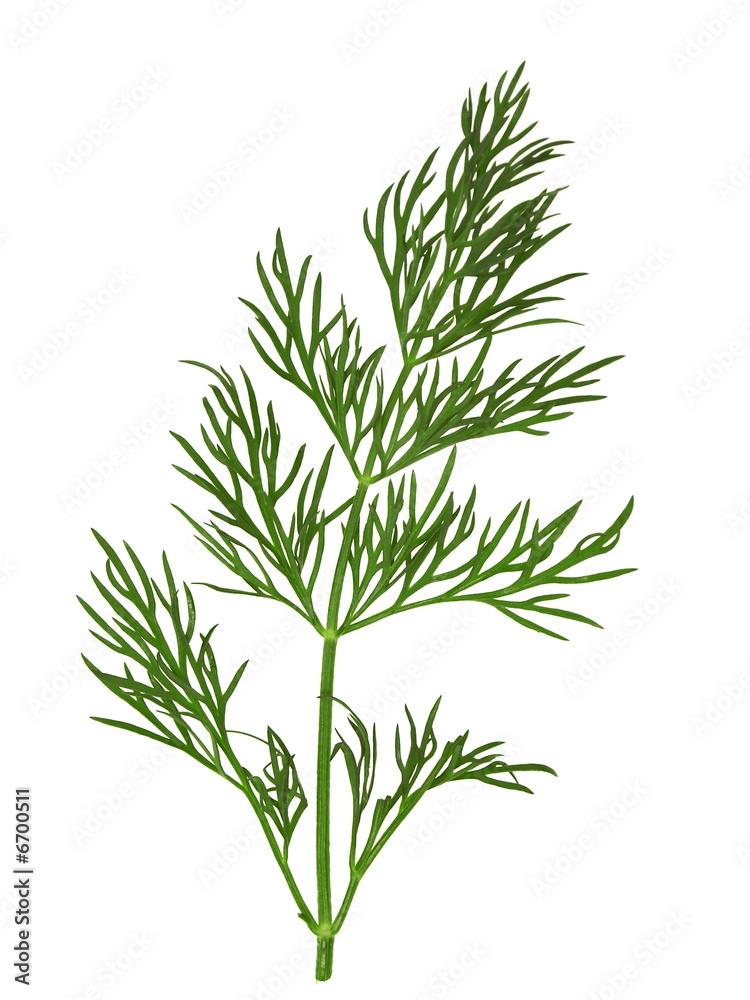 dill, gurkenkraut