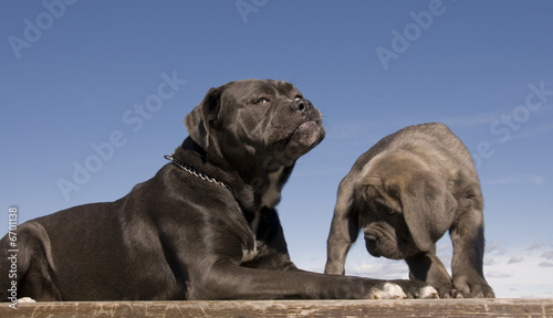 italian mastiff mother and puppy