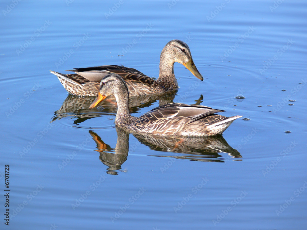 Obraz premium Two duck on water