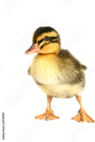 Small black with yellow a duck on a white background
