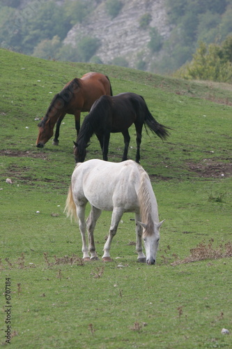 Cavallo photo