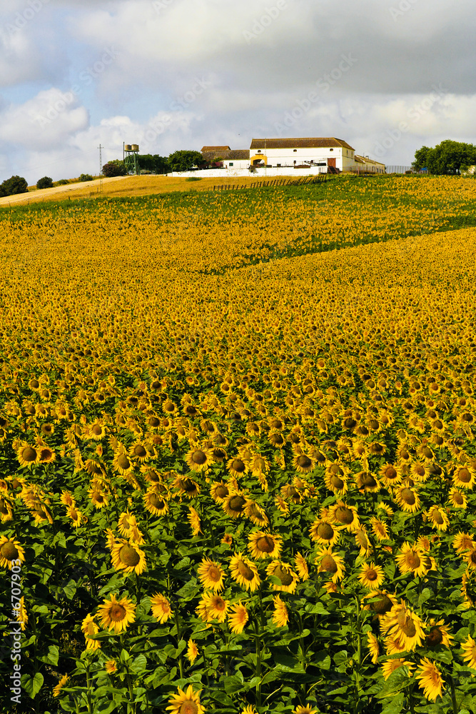 Obraz premium Sonnenblumenfeld in Arcos, Andalusien, Spanien
