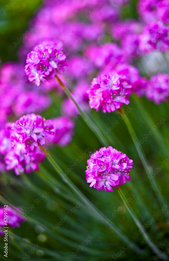 Fototapeta premium flowers