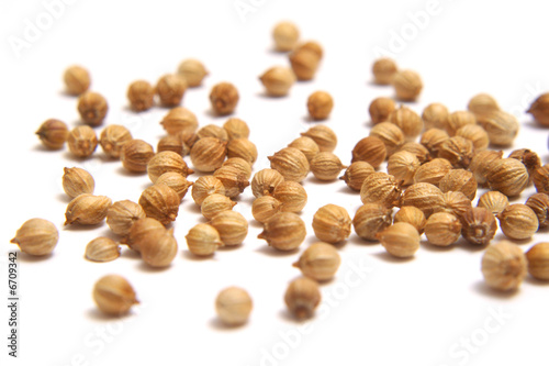 Coriander seed
