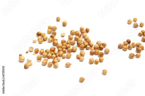 Coriander seed