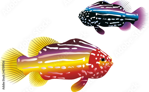 tropical fish