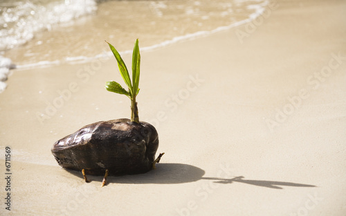 Baby Palm Tree