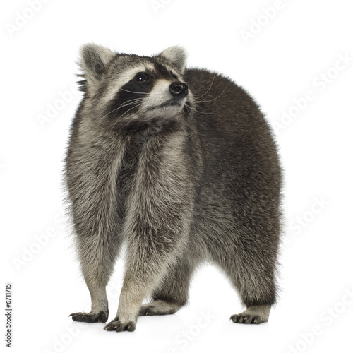 raccoon (9 months) - Procyon lotor © Eric Isselée