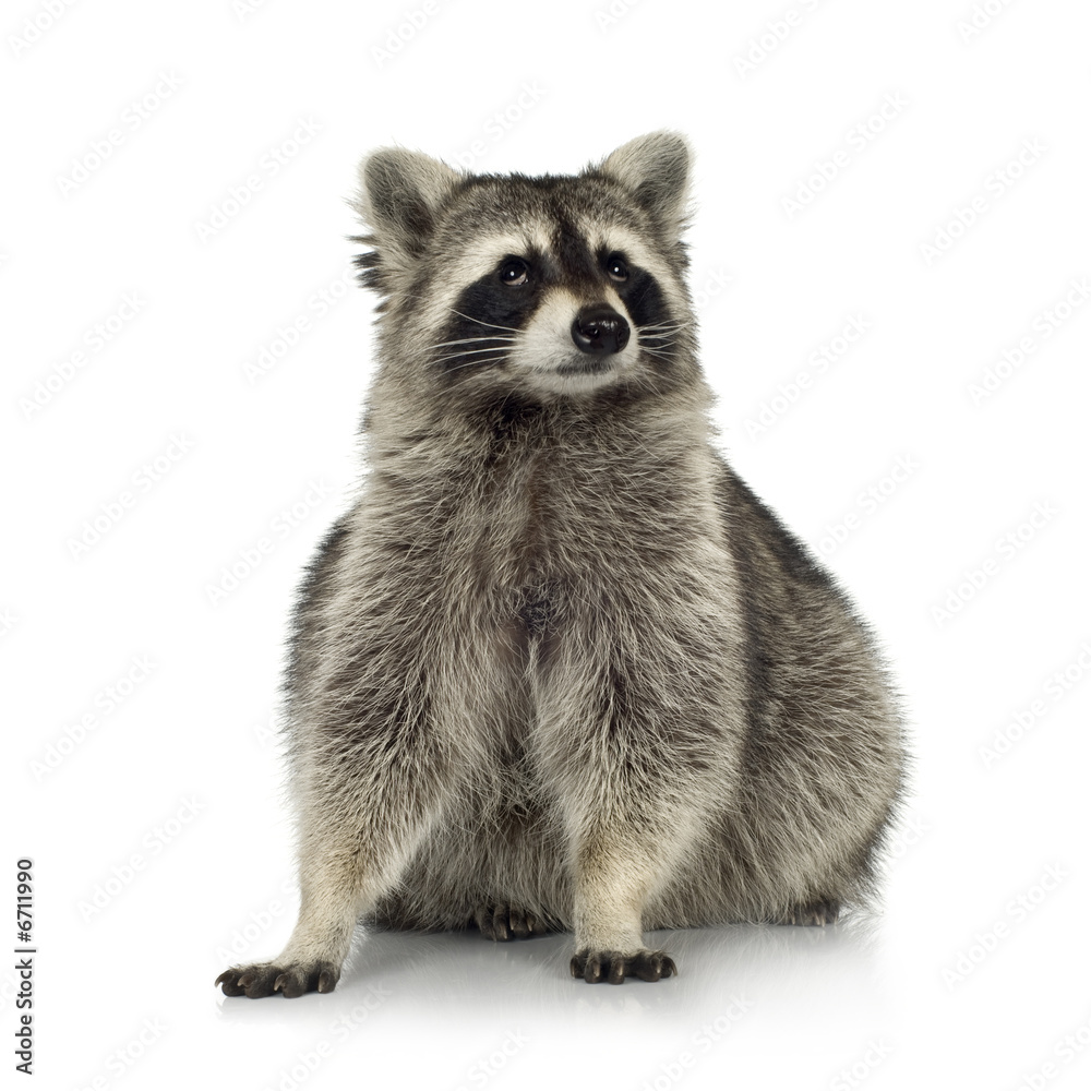 Fototapeta premium raccoon (9 months) - Procyon lotor