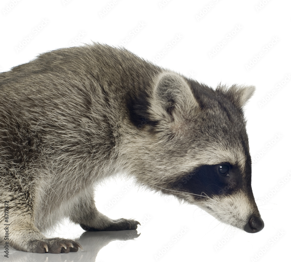Plakat raccoon (9 months) - Procyon lotor