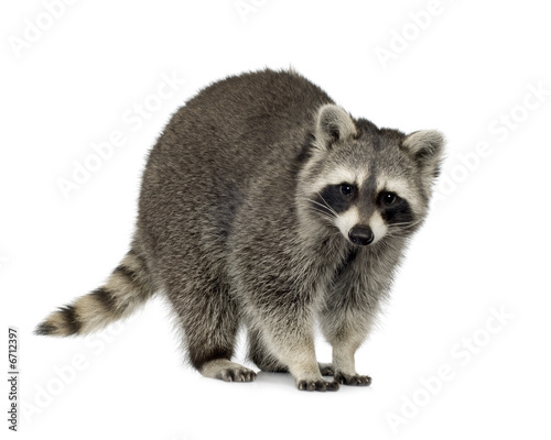 Photo raccoon (9 months) -  Procyon lotor