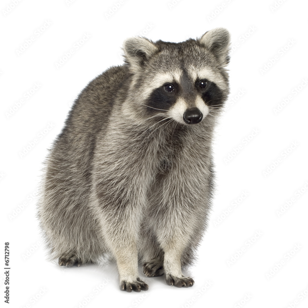 raccoon (9 months) -  Procyon lotor