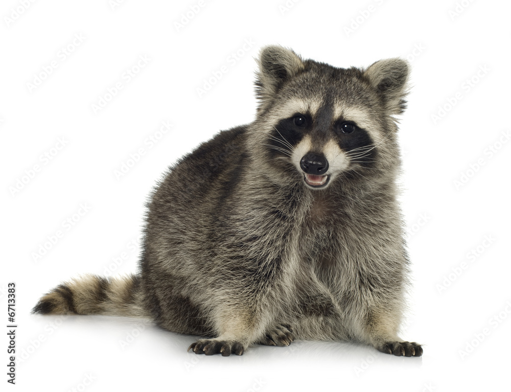 raccoon (9 months) - Procyon lotor raccoon (9 months) - Procyon lotor