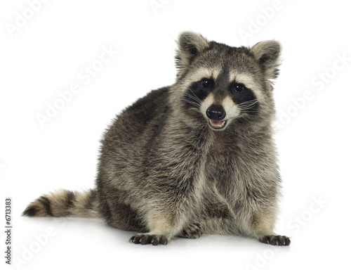 raccoon (9 months) - Procyon lotor