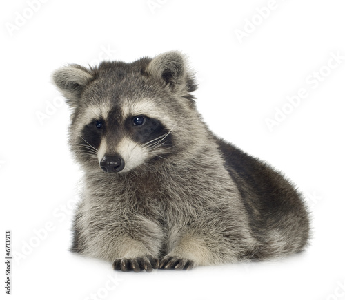raccoon (9 months) - Procyon lotor
