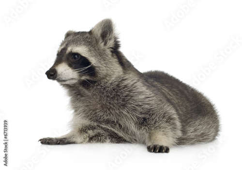 raccoon (9 months) - Procyon lotor © Eric Isselée
