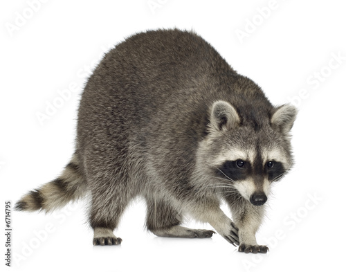 raccoon (9 months) -  Procyon lotor