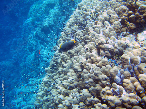 Fototapeta Naklejka Na Ścianę i Meble -  ll reef