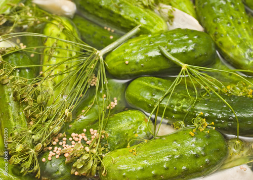 Homemade pickles in brine photo