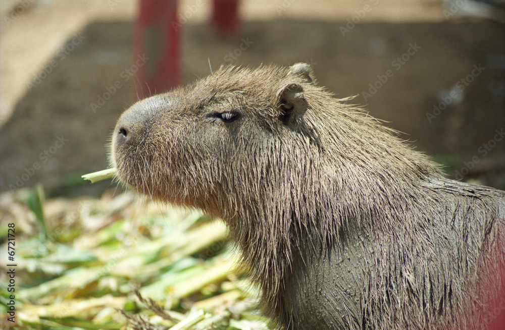 Fototapeta premium CAPIBARA - (Hydrochaeris hydrochaeris)