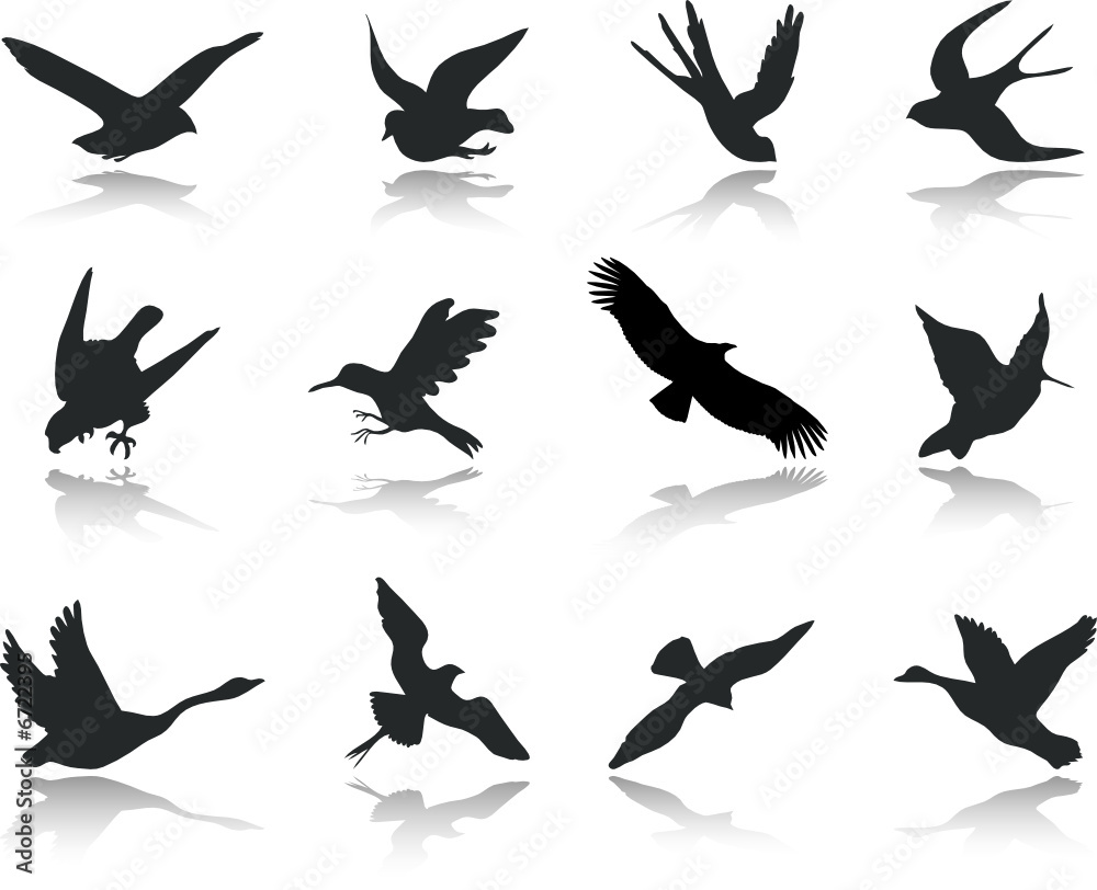 Fototapeta premium Set icons - 13. Birds. Set of twelve vector icons