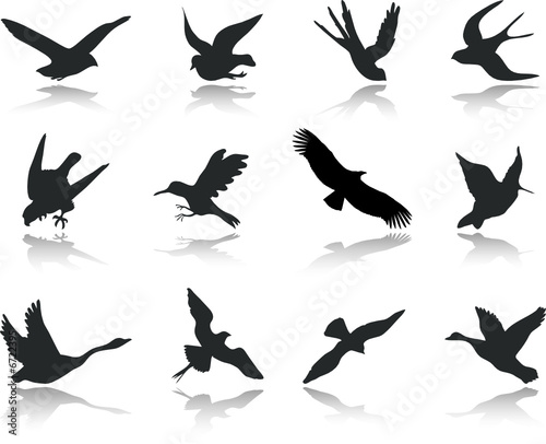 Set icons - 13. Birds. Set of twelve vector icons © Markov