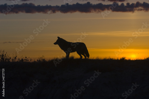 Coyote silhouette